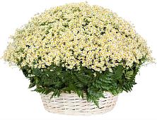 Цветочная композиция из Ромашки в корзине #REPLACE_PRED# Пластун